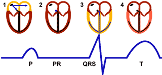 Ritmo Sinusal, relación anatómica en el corazón