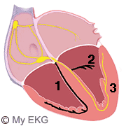 Anterior Bifascicular Blocks