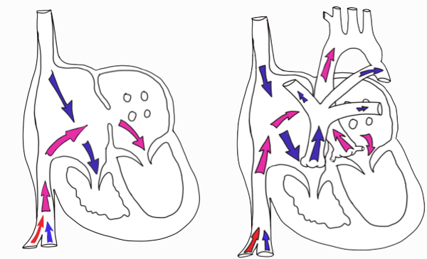 Circulación prenatal</i>