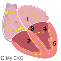 Ventricular Fascicles