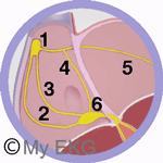 Atrial Conduction System