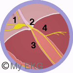 Cardiac Conduction System: AV Node and Bundle of His