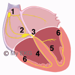 Composants du système de conduction du cœur